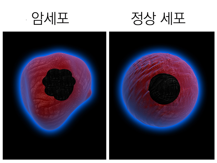 [안현정 선생님의 과학은 껌이다] Part 09.세포분열과 암
