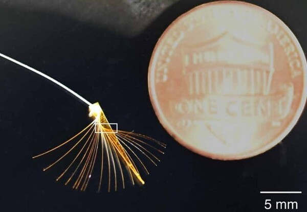 라고봇 다리 끝에 달린 부채꼴 구조의 털을 확대한 이미지